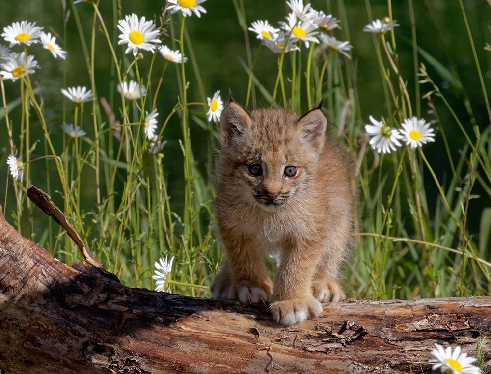 Montana Baby bobcat close-up art print by Jaynes Gallery for $57.95 CAD